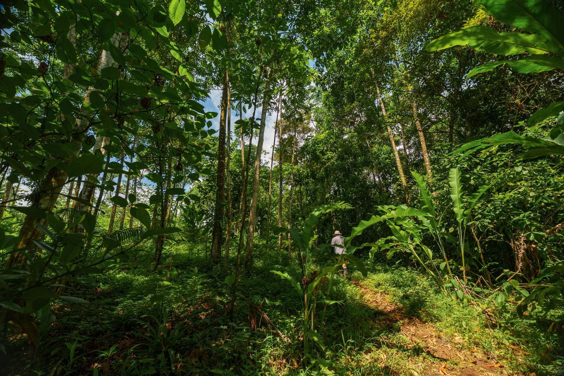 Un sendero entre árboles jóvenes sembrados en hilera.