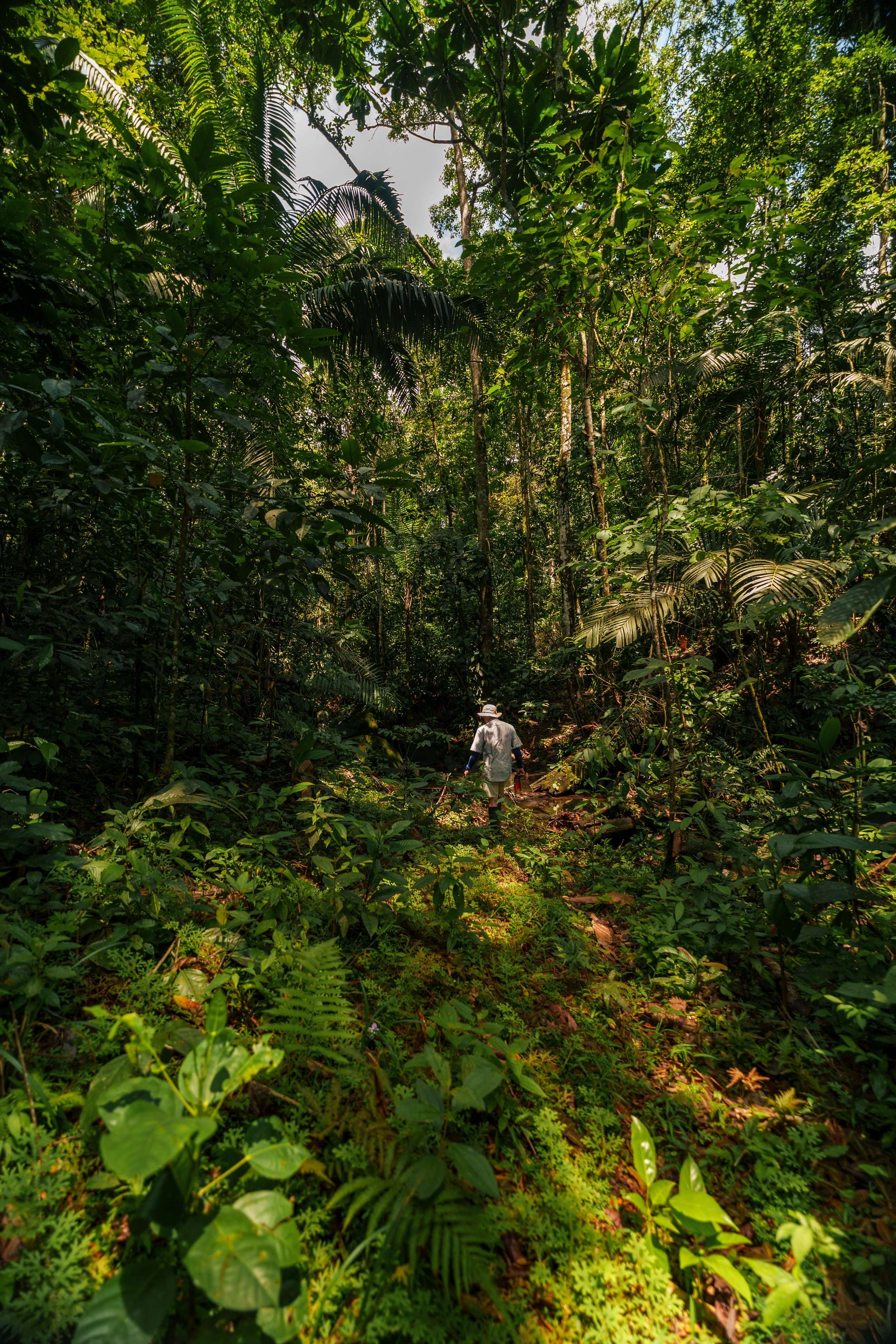 Un sendero de la finca entre palmas y sotobosque denso, con una persona caminando al fondo.