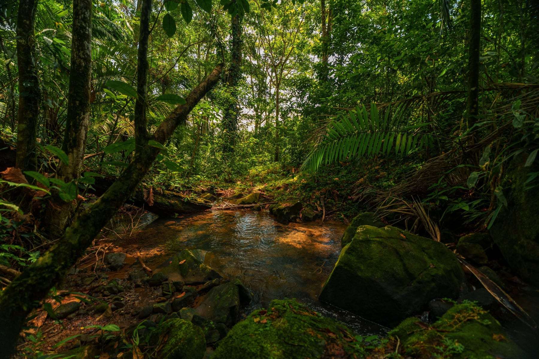 Una quebrada corriendo entre piedras cubiertas de musgo.