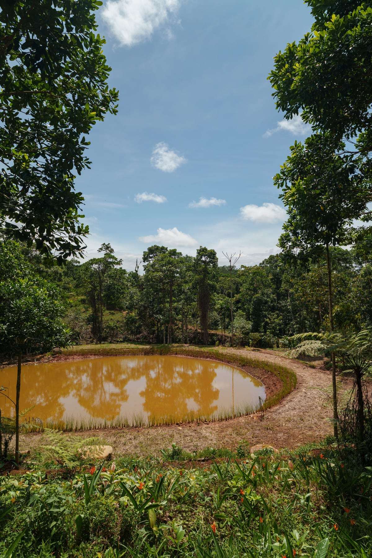 La misma laguna desde la otra orilla, con helechos arbóreos al borde.