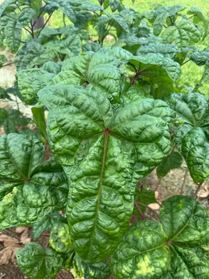 Abelmoschus manihot — Belé