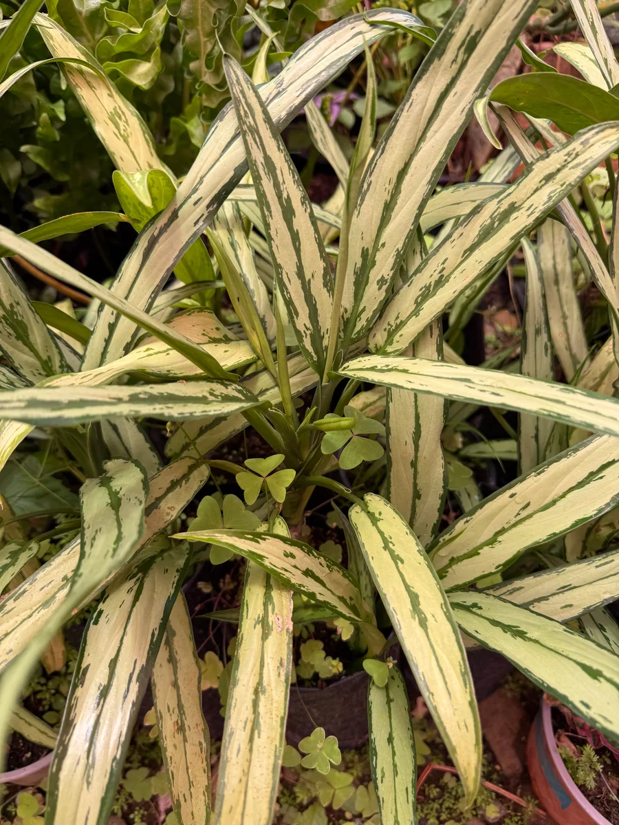 Aglaonema spp. Chinese Evergreen