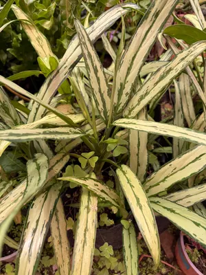 Aglaonema spp. — Siempreverde