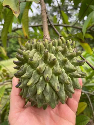 Annona mucosa — Biriba