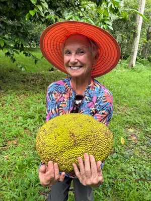 Artocarpus heterophyllus — Yaca