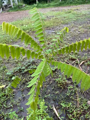Averrhoa bilimbi — Mimbro