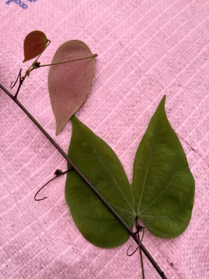Bauhinia guianensis — Escalera de mono