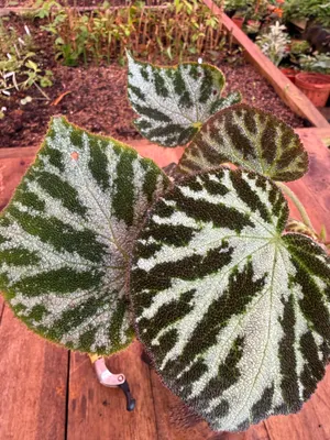 Begonia imperialis — Begonia