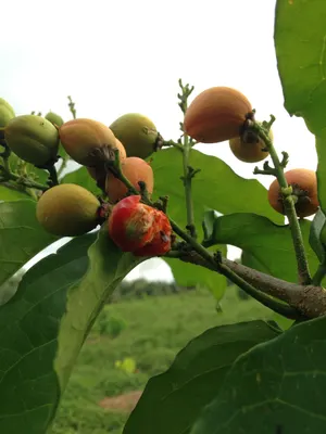 Bunchosia argentea — Cerezo