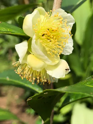 Camellia sinensis — Té