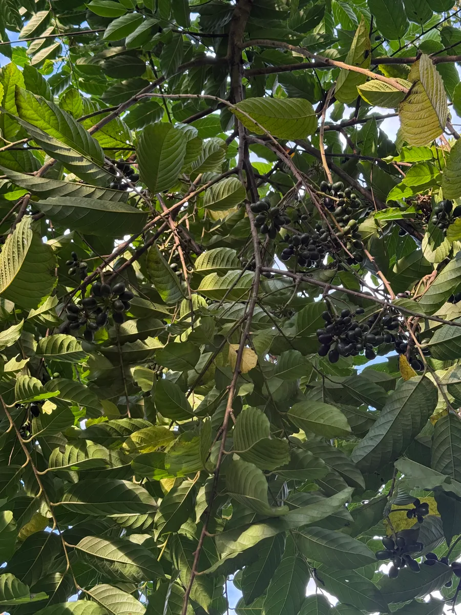 Cananga odorata Ylang-Ylang
