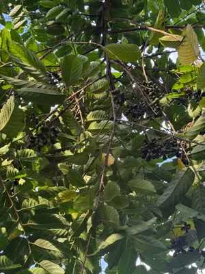 Cananga odorata — Ylang-Ylang