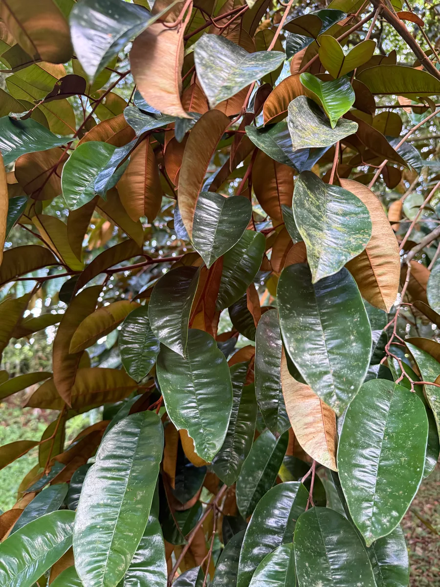Chrysophyllum cainito 'Blanco' Caimito