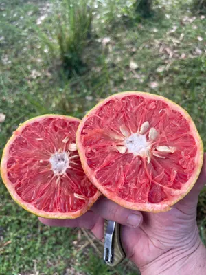 Citrus × paradisi — Grapefruit Rosada
