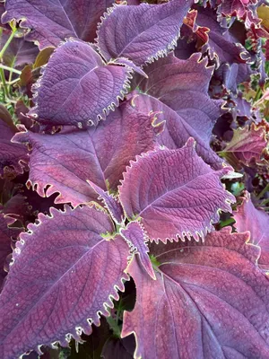 Coleus scutellarioides — Coleo