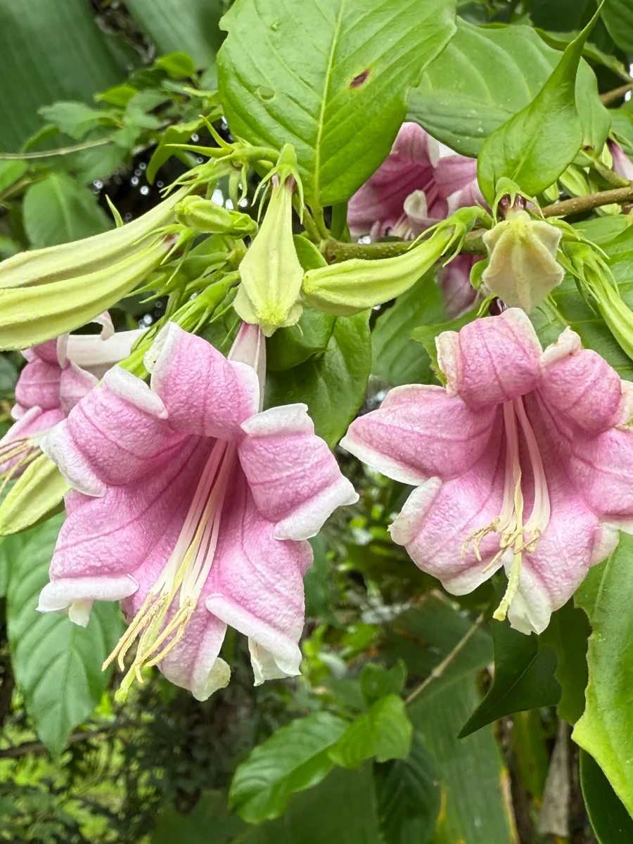Coutarea hexandra Árbol de quina