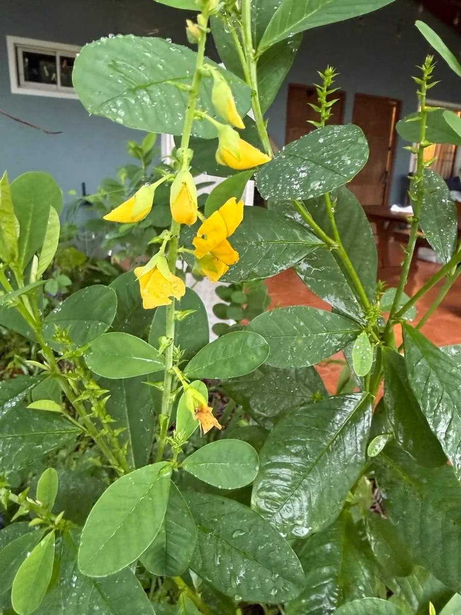 Crotalaria longirostrata Rattlepod