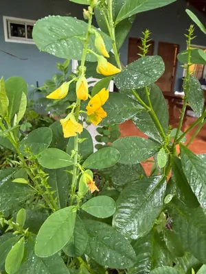 Crotalaria longirostrata — Chipilín