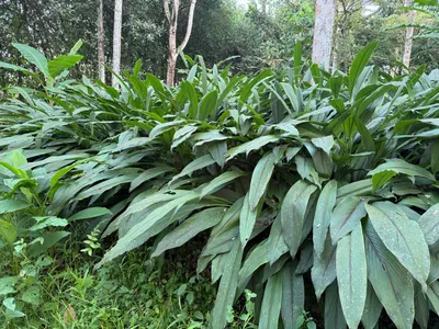 Curcuma caesia — Cúrcuma negra
