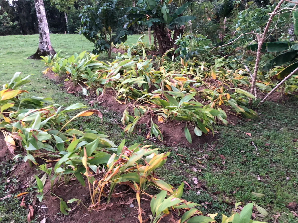 Curcuma longa Turmeric