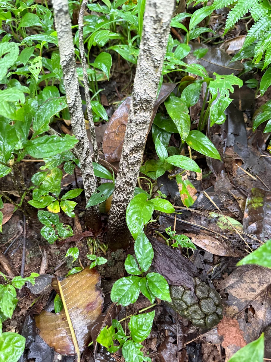 Dracontium polyphyllum Hombrón