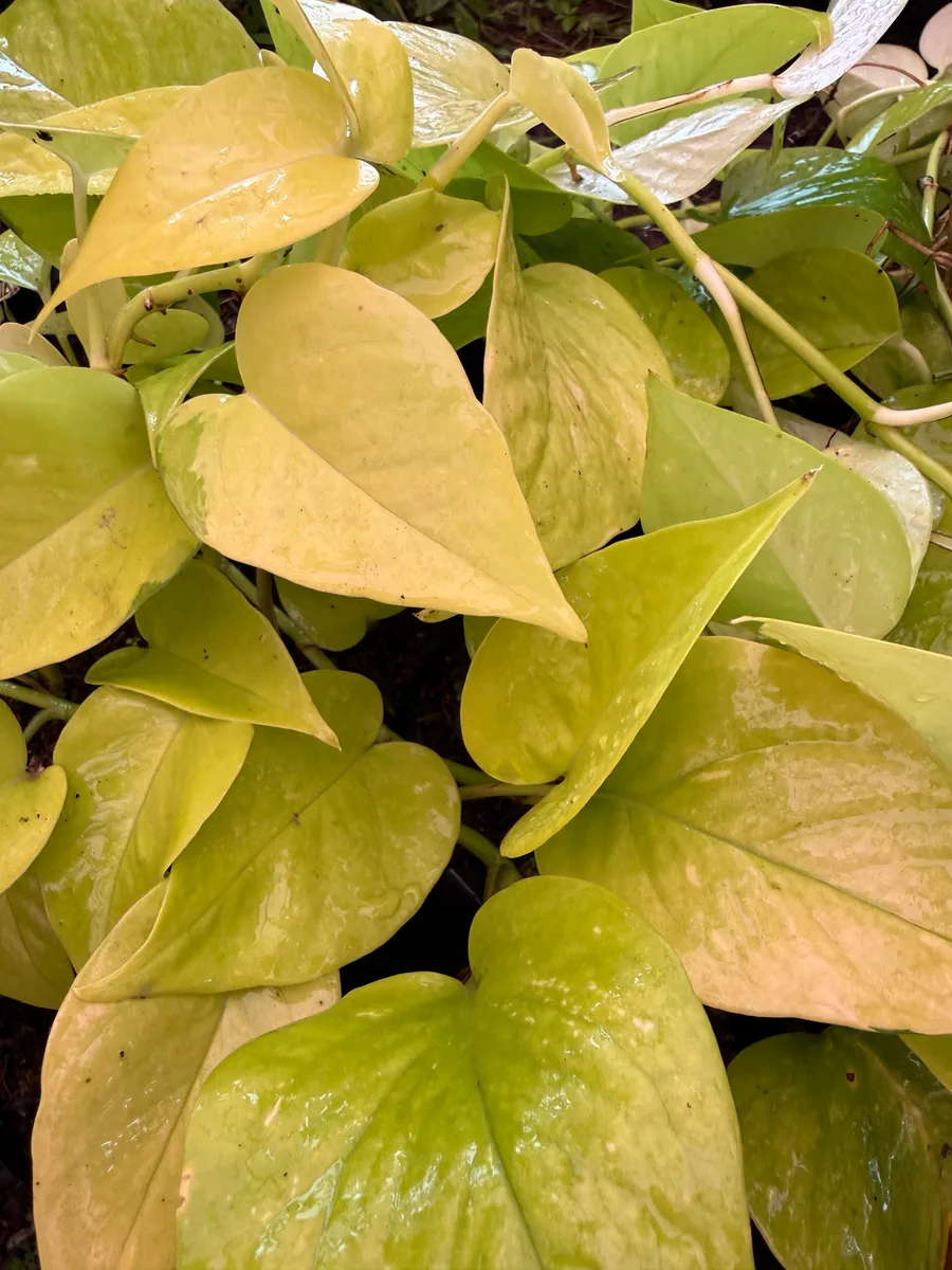 Epipremnum aureum 'Neon' Golden pothos