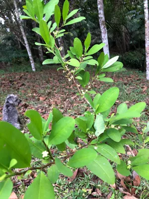 Erythroxylum coca — Coca