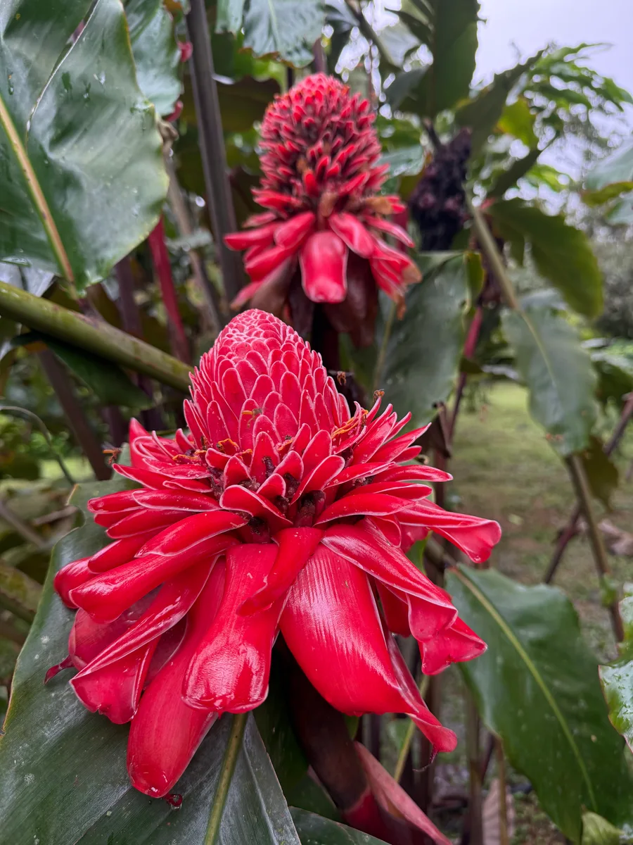 Etlingera elatior Jengibre Antorcha
