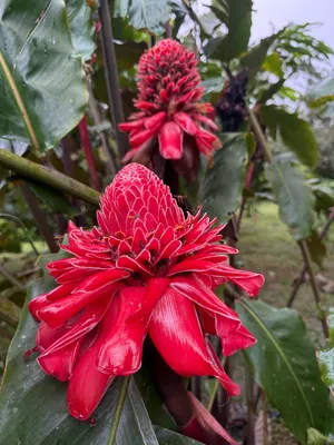 Etlingera elatior — Jengibre Antorcha