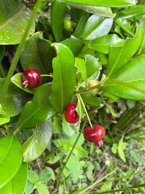 Eugenia brasiliensis — Grumichama