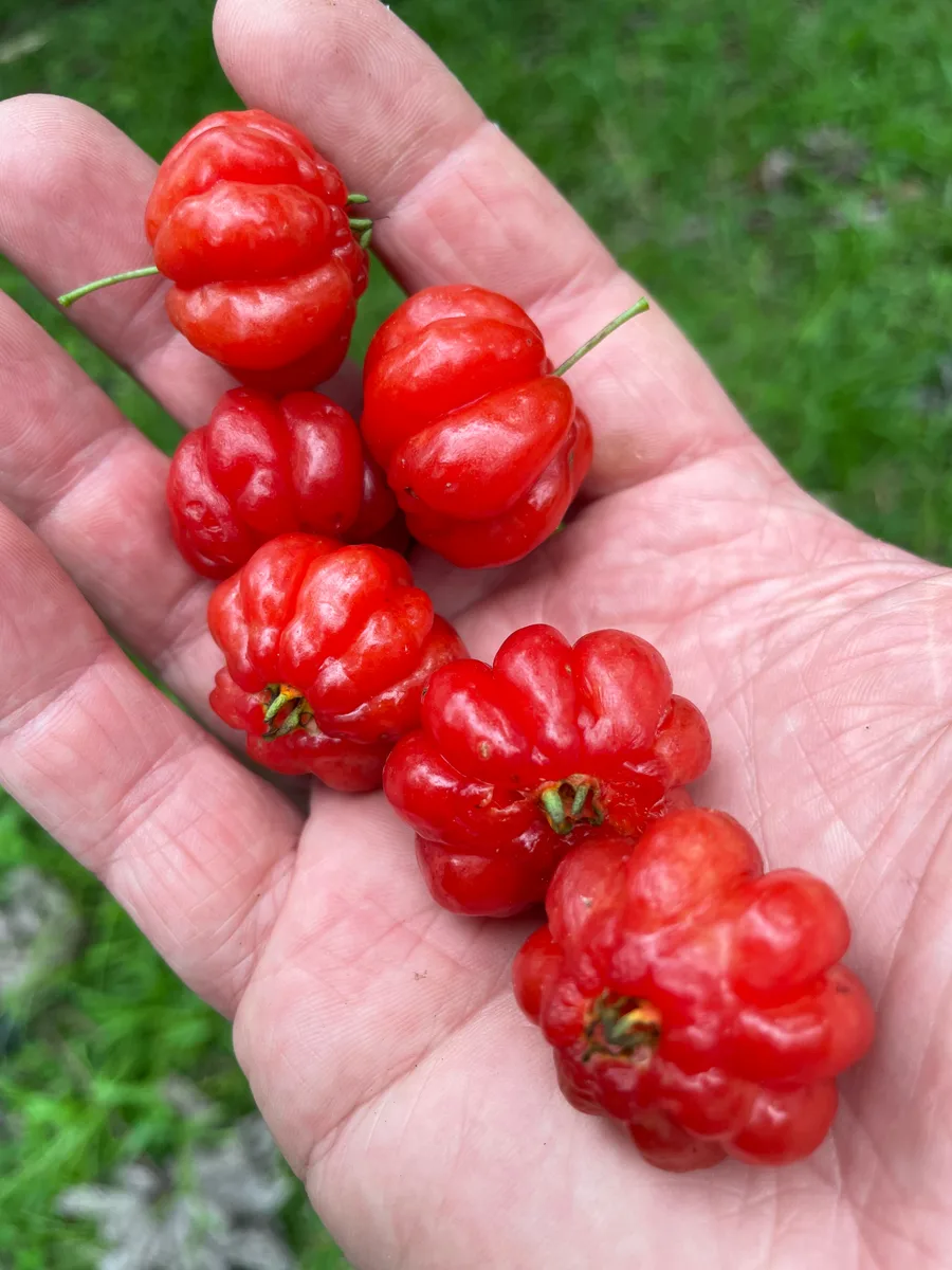 Eugenia uniflora Suriname Cherry
