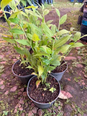 Globba marantina — Globba