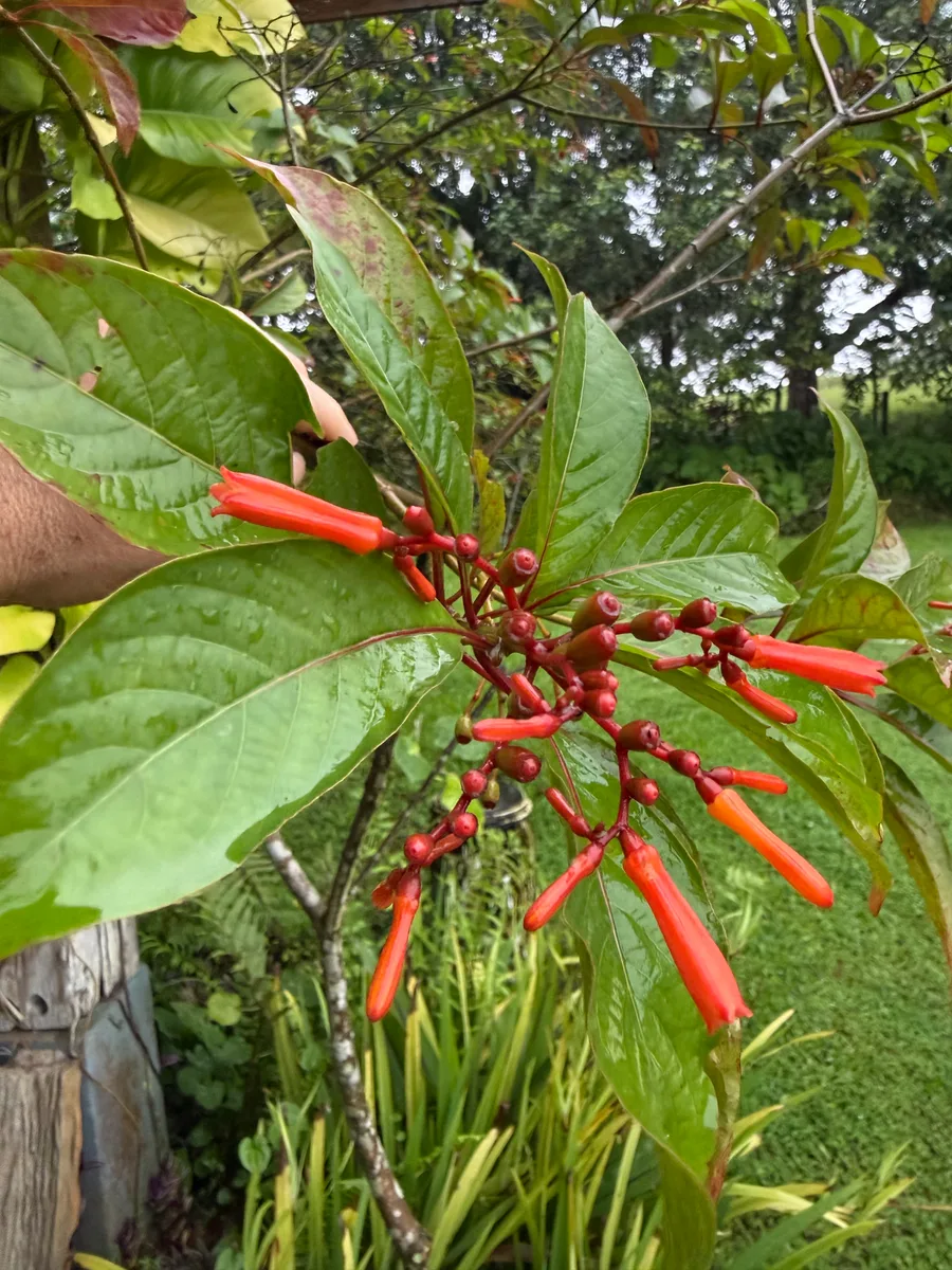 Hamelia patens Firebush