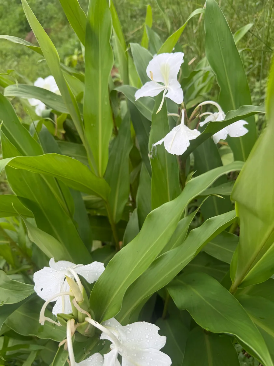 Hedychium coronarium White Ginger Lily