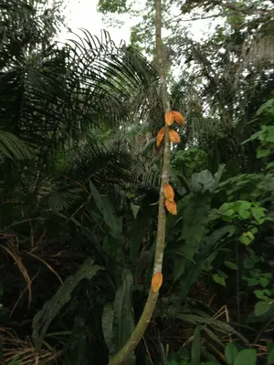 Herrania purpurea — Cacao silvestre