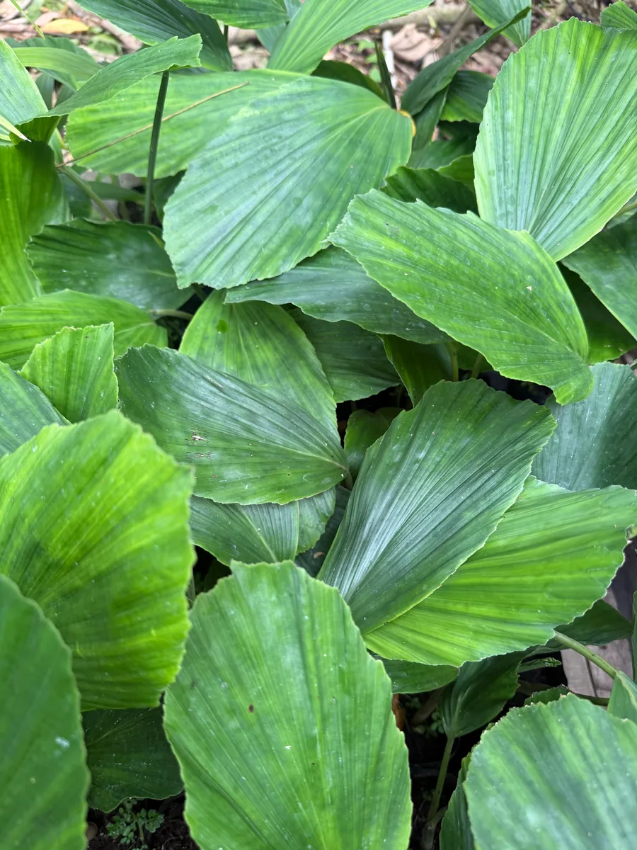 Iriartea deltoidea Pambil