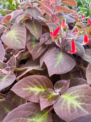 Kohleria amabilis var. bogotensis — Campanía