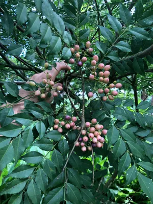 Murraya koenigii — Hoja de curry