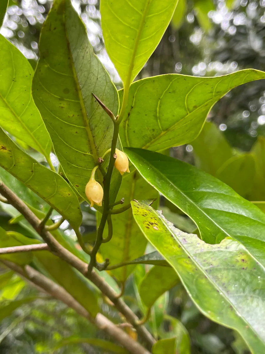 Myristica fragrans Nuez moscada
