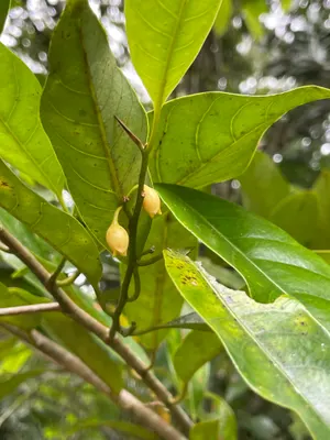 Myristica fragrans