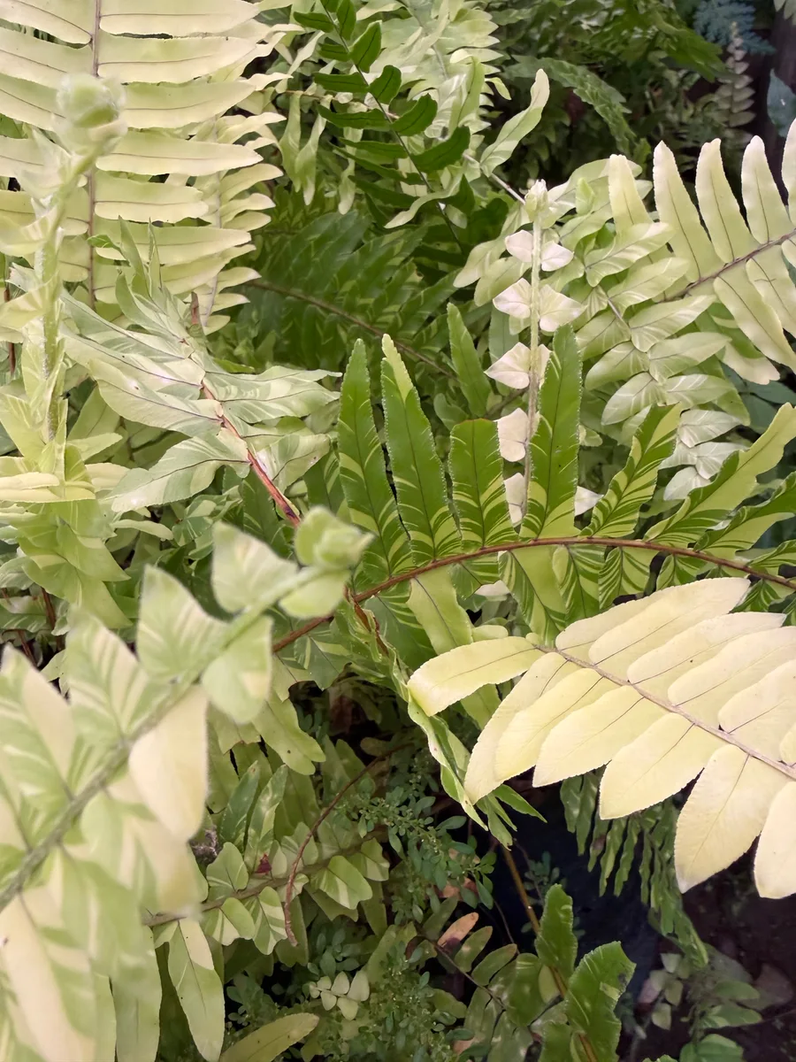 Nephrolepis exaltata 'Tiger Fern' Boston fern
