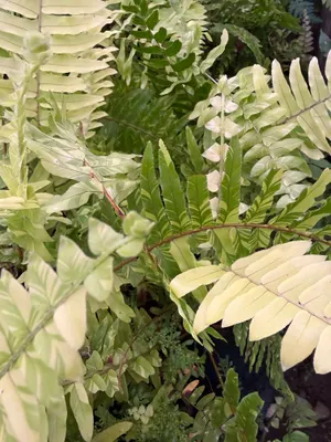 Nephrolepis exaltata 'Tiger Fern' — Helecho espada variegada