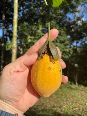 Passiflora ambigua — Granadilla de Osa