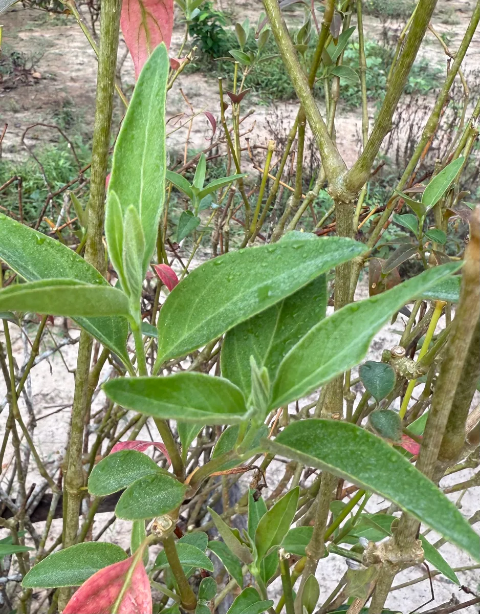 Pfaffia iresinoides Onanyati rao o Marusa