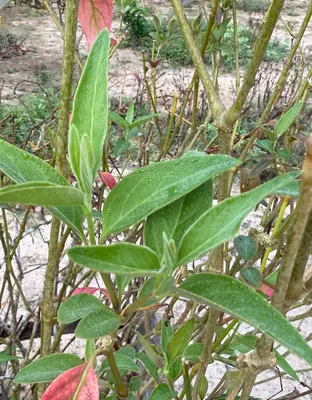 Pfaffia iresinoides — Onanyati rao o Marusa