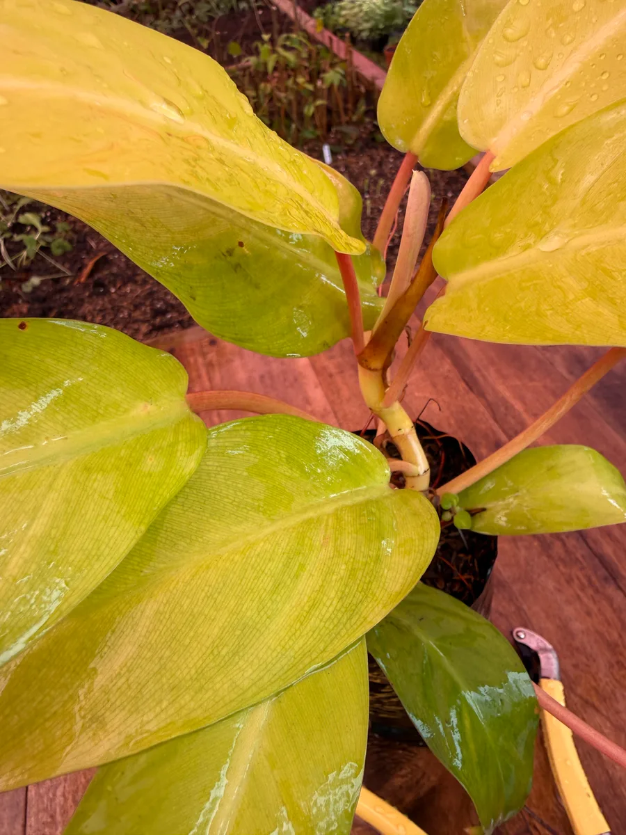 Philodendron spp. 'Ceylon Gold' Philodendron Ceylon Gold