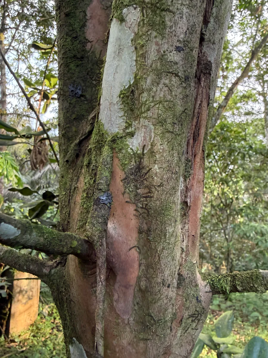 Pimenta racemosa Bay Rum Tree