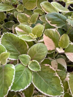 Plectranthus amboinicus — Orégano cubano