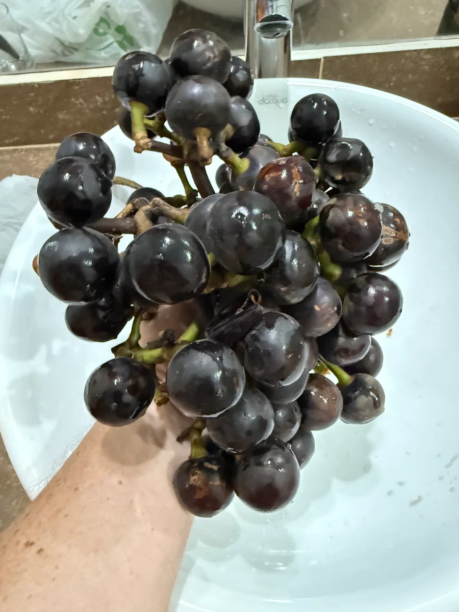 Pourouma cecropiifolia Amazon Grape