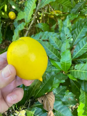 Pouteria caimito — Abiu